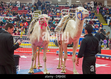 Flint, Michigan - ein Kamel wartet, während seine Handler sein Handy vor einer Aufführung des Schrein-Zirkus überprüft. Stockfoto