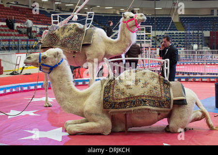 Flint, Michigan - Kamele vor einer Aufführung des Schrein-Zirkus. Stockfoto