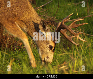 Eine große schwarz - Tailed Hirsche buck Rasen zum Anbeißen. Stockfoto