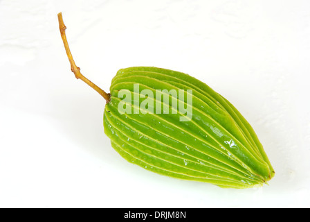 Lakritze Obst erstaunliche Früchte Asiens Stockfoto