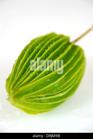 Lakritze Obst erstaunliche Früchte Asiens Stockfoto