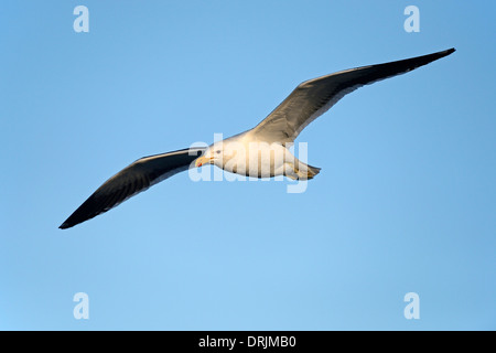 Cape Möve, auch Dominikanische - oder Seetang Möve, Larus Dominicanus Vetula oder Larus Vetula Bird Island, Lamberts Bay, western Cape west Stockfoto