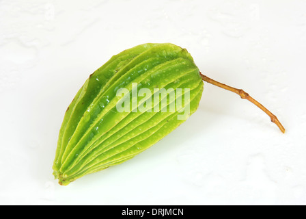 Lakritze Obst erstaunliche Früchte Asiens Stockfoto