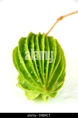 Lakritze Obst erstaunliche Früchte Asiens Stockfoto