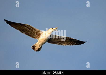 Cape Möwe, auch Dominikanische - oder Seetang Möve, Larus Dominicanus Vetula oder Larus Vetula in Subadultem Gefieder Fische in der False Bay Stockfoto
