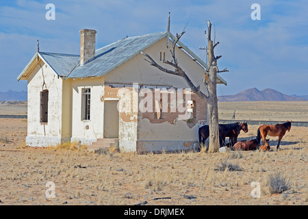Wildpferde, verfallene Straße Gericht Gebäude von Garub mit aus, Namibia, Afrika, Wildpferde einer Verfallenen Bahnshofsgebaeude Stockfoto