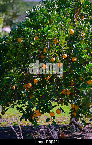 Orangen in Bäumen in einer Plantage mit Clanwilliam, Westkap, Westkap, Südafrika, Afrika, Orangen ein Baeumen in Einer Pl Stockfoto