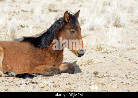 Wildes Pferd, Fohlen in Garub mit aus, Namibia, Afrika, Wildpferd, Fohlen in Garub Bei Aus Afrika Stockfoto