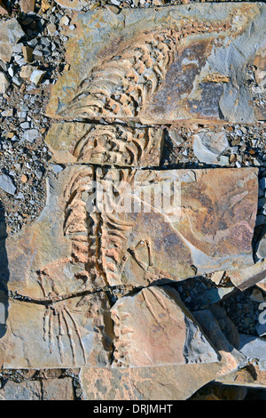 ca. 300 Millionen Jahre alte Fossilien von Mesosaurus Tenuidens mit Keetmanshoop, Namibia, Afrika, ca. 300 Millionen Jahre alt Stockfoto