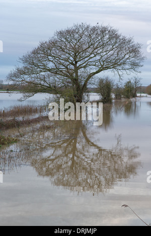 Ackerland am Stadtrand von Glastonbury an einem ruhigen Morgen mit Baum spiegelt sich in den Fluten überschwemmt. Stockfoto