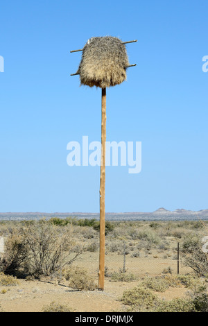 Nest der Siedelweber Philetairus Socius in einem ehemaligen Stream Mast, Keetmanshoop, Namibia Afrika, Nest des Siedelweber (Philetai Stockfoto