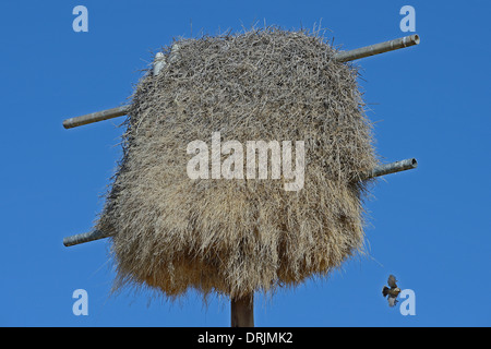 Nest der Siedelweber Philetairus Socius in einem ehemaligen Stream Mast, Keetmanshoop, Namibia Afrika, Nest des Siedelweber (Philetai Stockfoto
