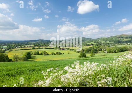 Kuh Petersilie wächst am Rande eines Feldes Herefordshire mit den Malvern Hills in der Ferne, England, UK Stockfoto