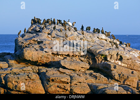 Cape Kormoran Phalacrocorax Capensis, Bird Island, Lamberts Bay, Westkap, Westkap, Südafrika, Afrika, Kap Kormoran (P Stockfoto