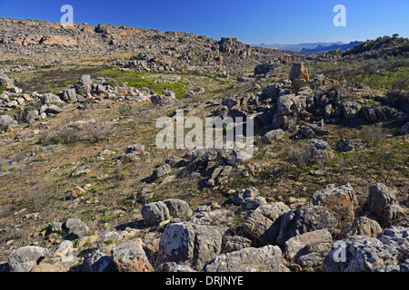 Blick in die Landschaft des Berges Ceder Wildnisgebiet Clanwilliam, Westkap, Westkap, Südafrika, Afrika, Blick in Stockfoto