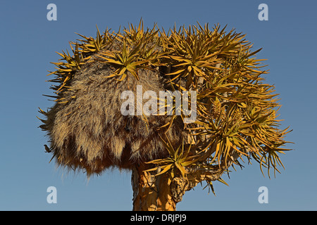 Nest der Siedelweber Philetairus Socius in einem Köcherbaum oder Quivertree Afrikaans, Kokerboom, Aloe Dichotoma mit Sonnenaufgang, Kee Stockfoto