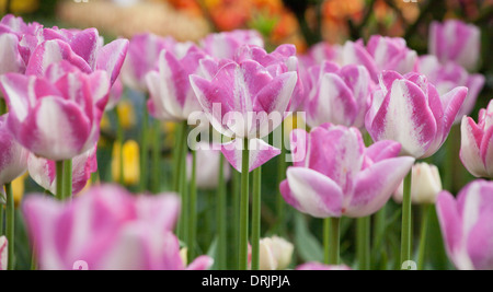 Gruppe von lila und weißen Tulpen am Skagit Valley Tulip Festival im US-Bundesstaat Washington. Stockfoto
