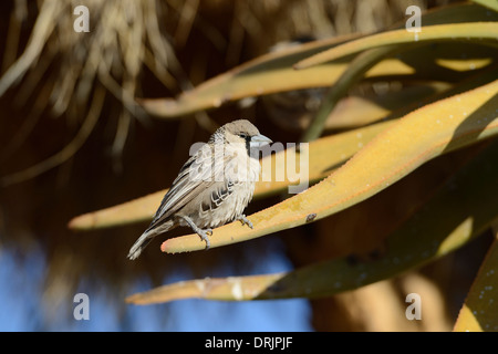 Siedelweber Philetairus Socius Keetmanshoop, Namibia, Afrika, Siedelweber (Philetairus Socius) Keetmanshoop, Afrika Stockfoto