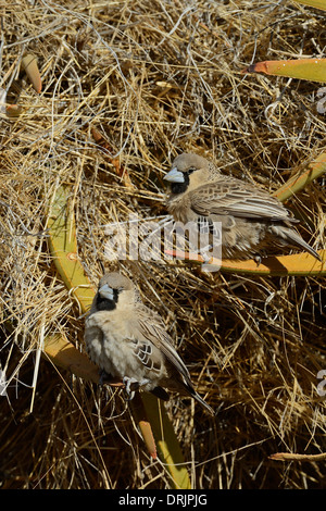 Siedelweber Philetairus Socius Keetmanshoop, Namibia, Afrika, Siedelweber (Philetairus Socius) Keetmanshoop, Afrika Stockfoto