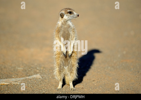 Suricata Suricatta im Morgenlicht mit Keetmanshoop, Namibia, Afrika, Erdmaennchen (Suricata Suricatta) Im Morgenlicht, b Stockfoto