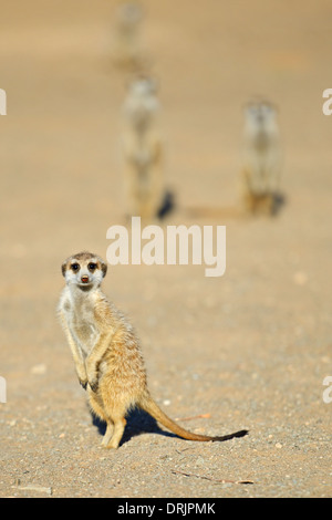 Suricata Suricatta im Morgenlicht mit Keetmanshoop, Namibia, Afrika, Erdmaennchen (Suricata Suricatta) Im Morgenlicht, b Stockfoto