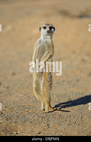 Suricata Suricatta im Morgenlicht mit Keetmanshoop, Namibia, Afrika, Erdmaennchen (Suricata Suricatta) Im Morgenlicht, b Stockfoto