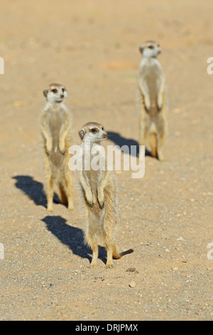 Suricata Suricatta im Morgenlicht mit Keetmanshoop, Namibia, Afrika, Erdmaennchen (Suricata Suricatta) Im Morgenlicht, b Stockfoto