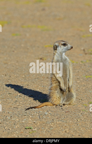 Suricata Suricatta im Morgenlicht mit Keetmanshoop, Namibia, Afrika, Erdmaennchen (Suricata Suricatta) Im Morgenlicht, b Stockfoto