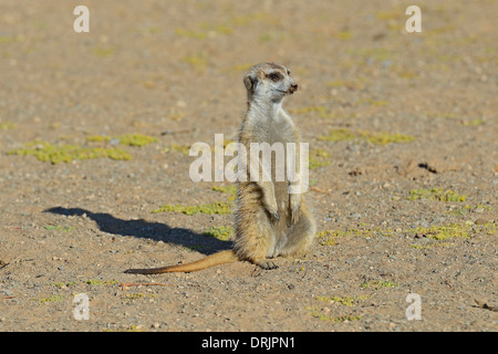 Suricata Suricatta im Morgenlicht mit Keetmanshoop, Namibia, Afrika, Erdmaennchen (Suricata Suricatta) Im Morgenlicht, b Stockfoto