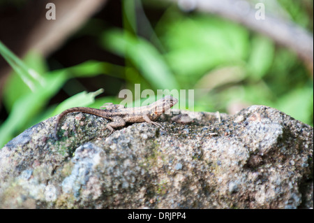 Kleinen Anole ruht auf einem Felsen, umgeben von Laub Stockfoto