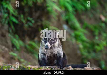 Männliche weiße Nase Nasenbär sitzt auf einer Felswand Stockfoto