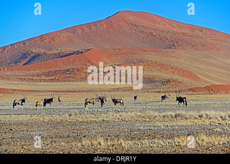 Spucken Sie Ziege, Oryx-Antilope Oryx Gazella in der Namib Naukluft National Park, Oryx Antilop, Spiessbock, Sossusvlei, Namibia, Afrika Stockfoto