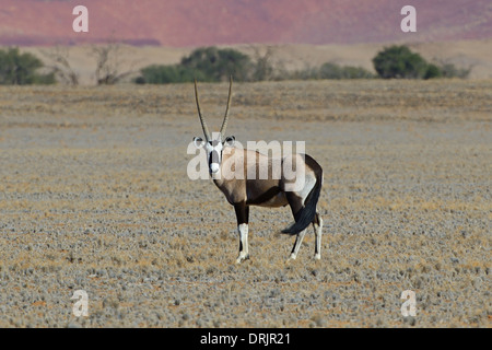 Spucken Sie Ziege, Oryx-Antilope Oryx Gazella in der Namib Naukluft National Park, Oryx Antilop, Spiessbock, Sossusvlei, Namibia, Afrika Stockfoto