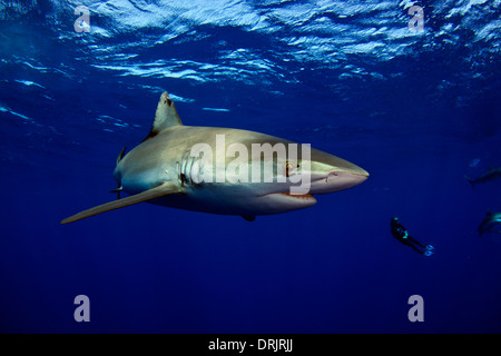Galapagos Haie sind eine der häufigsten Arten von North Shore von Oahu Stockfoto