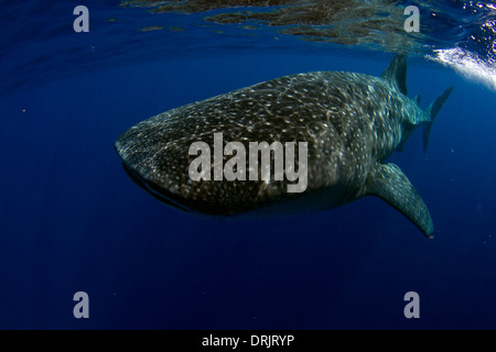 Ein Walhai Kreuzfahrten von knapp unter der Wasseroberfläche Stockfoto