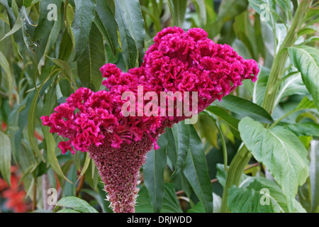 Hahnenkamm (Celosia Argentea var. Cristata) Stockfoto