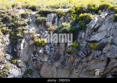 Felswand, Point Lobos State Park, Kalifornien Stockfoto