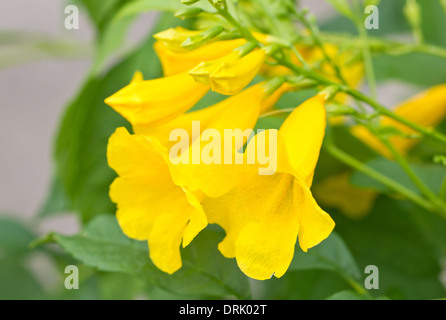 Gelbe elder, gelbe Glöckchen oder Trompete Ranke Blumen. [Wissenschaftliche Name: Tecoma Stans] Stockfoto