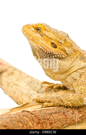 Nahaufnahme von Bartagame isoliert auf weiss. Stockfoto