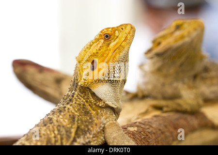 Nahaufnahme der Bartagame. Stockfoto