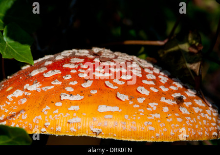 Amanita Pilzzucht (Amanita Muscaria) in Manzanita an der nördlichen Küste von Oregon Stockfoto