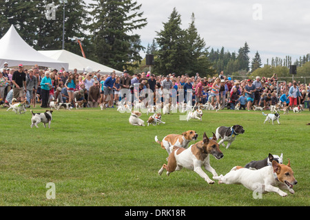 Jack-Russell-Terrier. Rennen für Spaß bei einer Show. Neuseeland Stockfoto