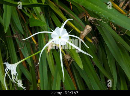 Strand Spider Lily (Hymenocallis Littoralis) - Queensland - Australien Stockfoto