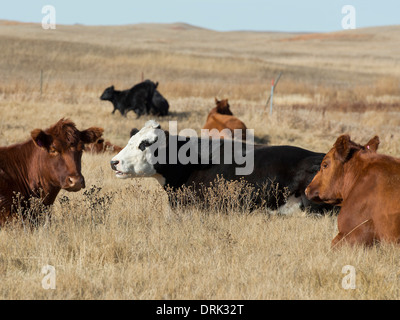 Eine Herde von Black Angus Rindern in North Dakota Stockfoto