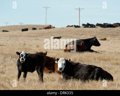 Eine Herde von Black Angus Rindern in North Dakota Stockfoto