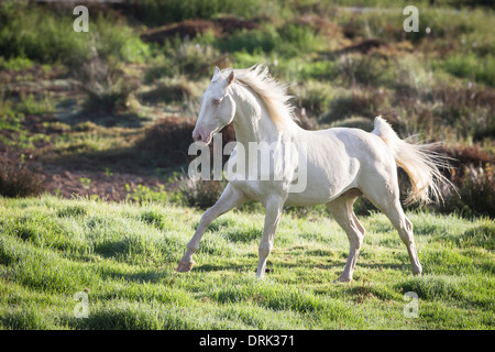 Oldenburger Pferd Cremello Hengst im Galopp auf der Weide Neuseeland Stockfoto