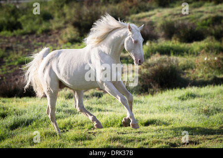 Oldenburger Pferd Cremello Hengst im Galopp auf der Weide Neuseeland Stockfoto