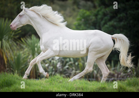 Oldenburger Pferd Cremello Hengst im Galopp auf der Weide Neuseeland Stockfoto