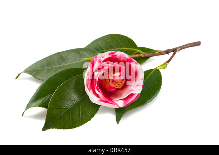 Rote und weiße Kamelie isoliert auf weiss Stockfoto