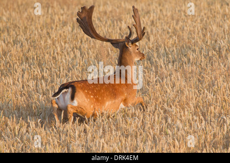 Damhirsch (Cervus Dama, Dama Dama). Bock auf der Flucht in einem Weizenfeld. Scania. Schweden Stockfoto